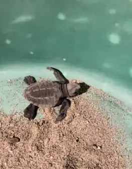 Turtle Project