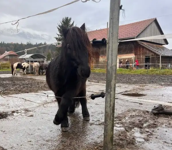 Herzensprojekt Reitschule