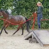 Herzensprojekt Reitschule