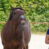 Herzensprojekt Reitschule