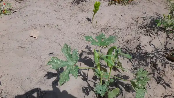 Le gombo, légume aux nombreuses propriétés