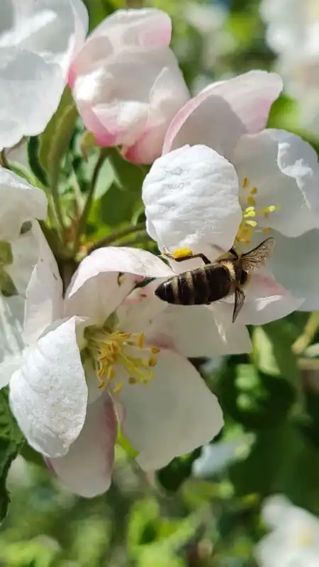 Gewinne ein Glas Bio-Honig!