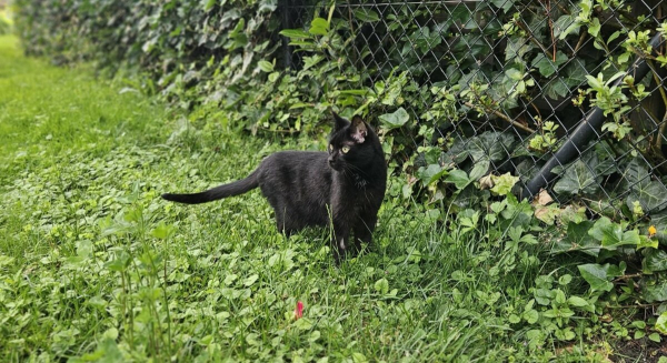 Marcel-Update: Schnurren, Spielen und eine Bitte 🐾