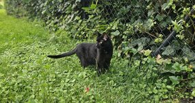 Mise à jour de Marcel : ronronner, jouer et une demande 🐾 