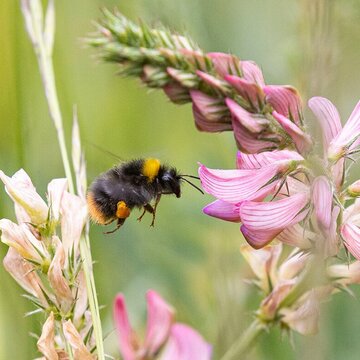 Natur wird zum Lernort