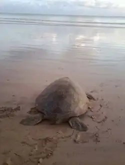 Sauvez l'Île auxTortues