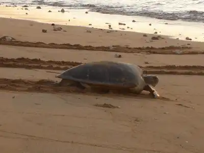 Sauvez l'Île auxTortues