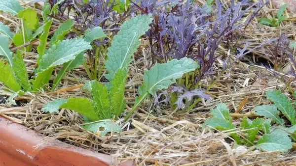 Der Frühling kommt