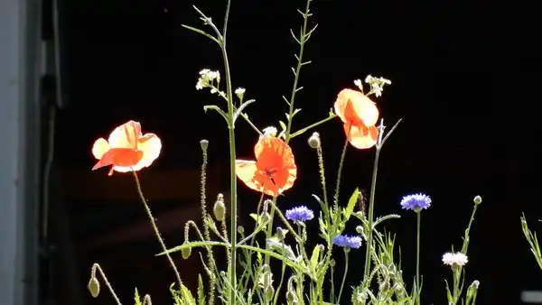 Einen grossen Blumenstrauss an alle