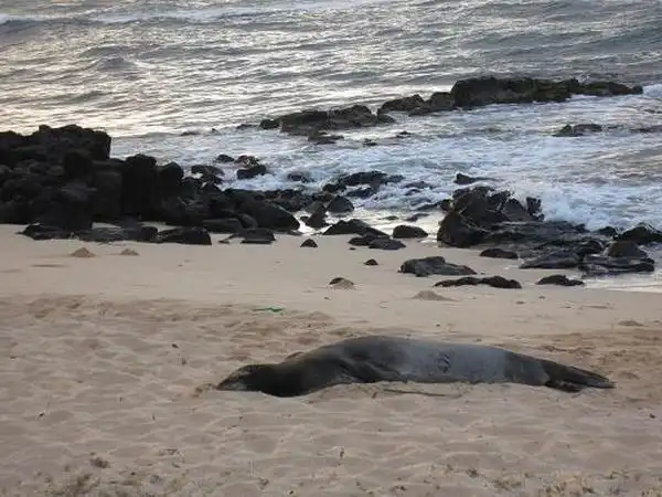 Keine Vögel in Hawaii