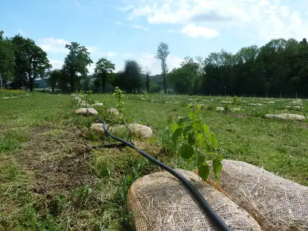 Mulchen und Strohabdeckung