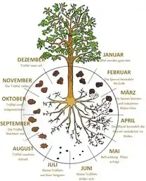 Trüffel-Plantage