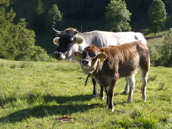 Fleisch aus dem Berner Jura