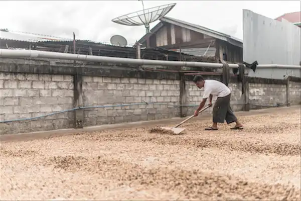 Orang Utan Coffee Projekt