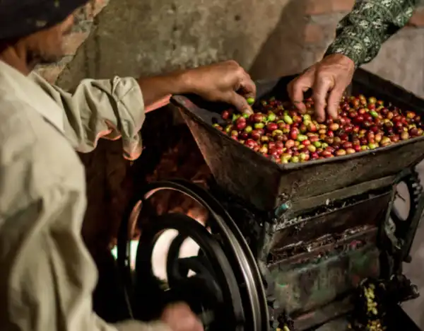 Orang Utan Coffee Projekt