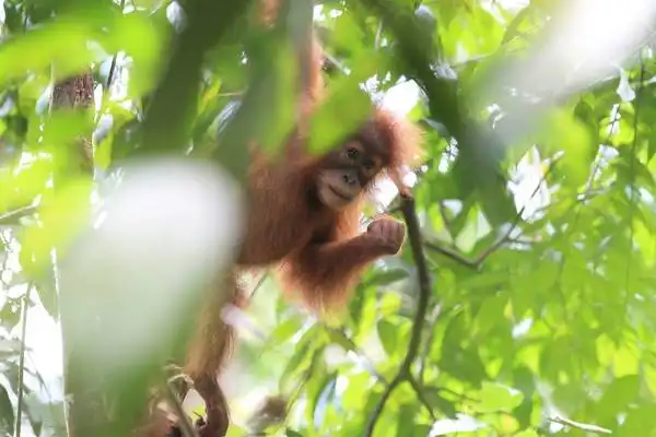 Orang Utan Coffee Projekt