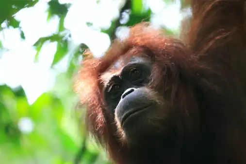 Orang Utan Coffee Projekt