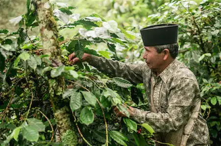 Orang Utan Coffee Projekt