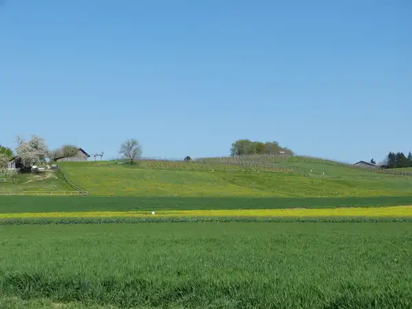 Weinbau im Züri-Weinland