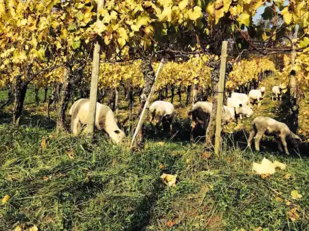 Wein für die Zukunft