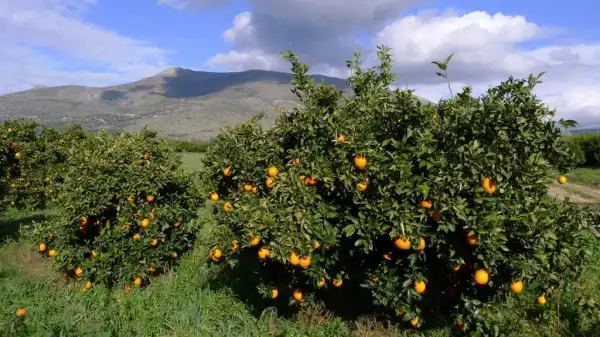 Crowdorder Orangen