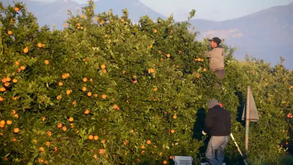 Crowdorder Orangen