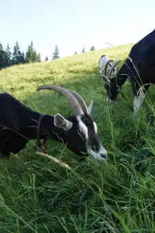 Hofkäserei Unter Rossgrat