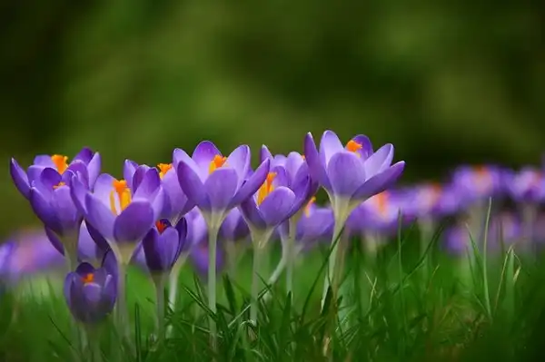 Du  bist super! Frühlingsblumen für dich!