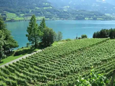 Biodynamischer Weinbau