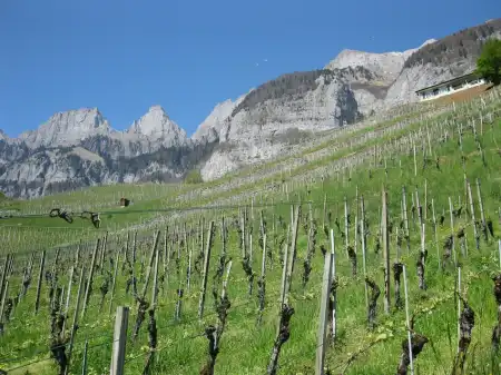 Biodynamischer Weinbau