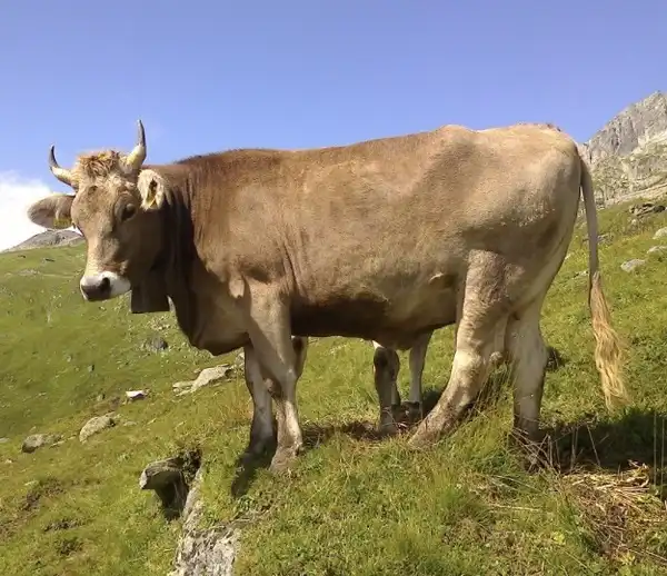 Horn-Kühe und Ziegen