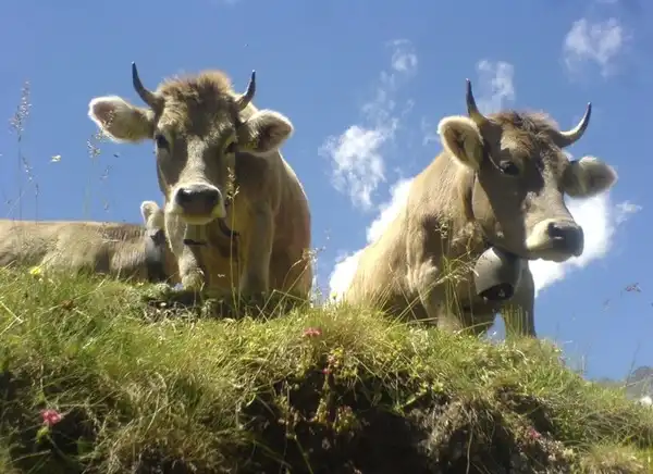 Horn-Kühe und Ziegen