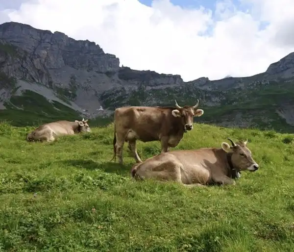 Horn-Kühe und Ziegen