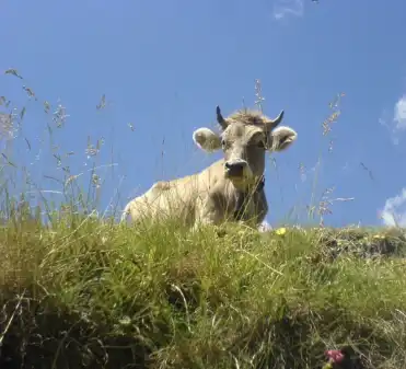 Horn-Kühe und Ziegen