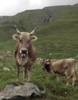 Horn-Kühe und Ziegen