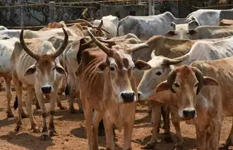 Mehr 'Kindness' für Tiere