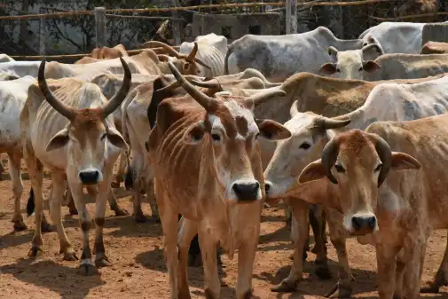 Mehr 'Kindness' für Tiere