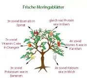 Moringa 