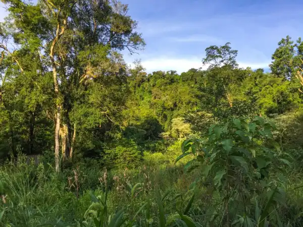 Achat de forêt Mbyá