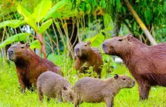 Wildlife in Rainforest