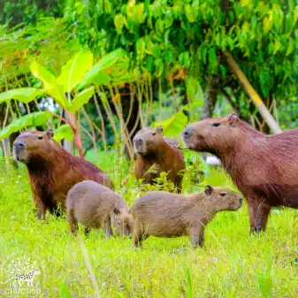 Wildlife in Rainforest