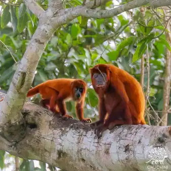 Wildlife in Rainforest