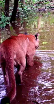 Wildlife in Rainforest