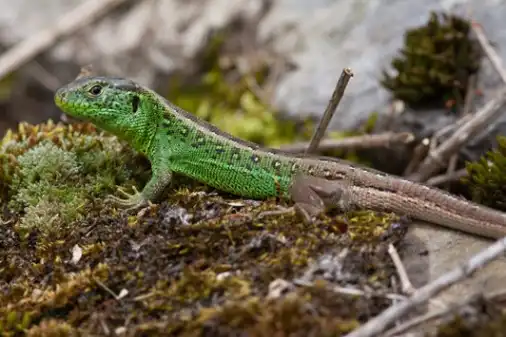 Biodiversität