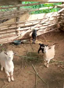 Ferme agro-écologique