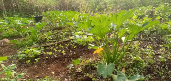 Ferme agro-écologique