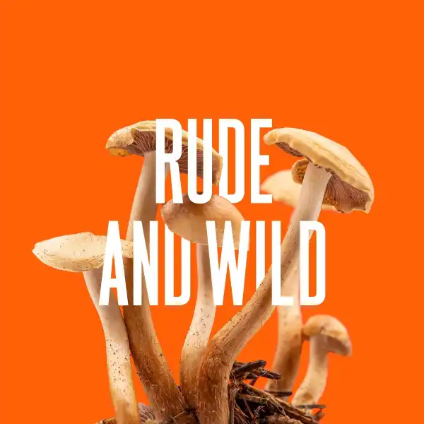 Neue Single: RUDE AND WILD