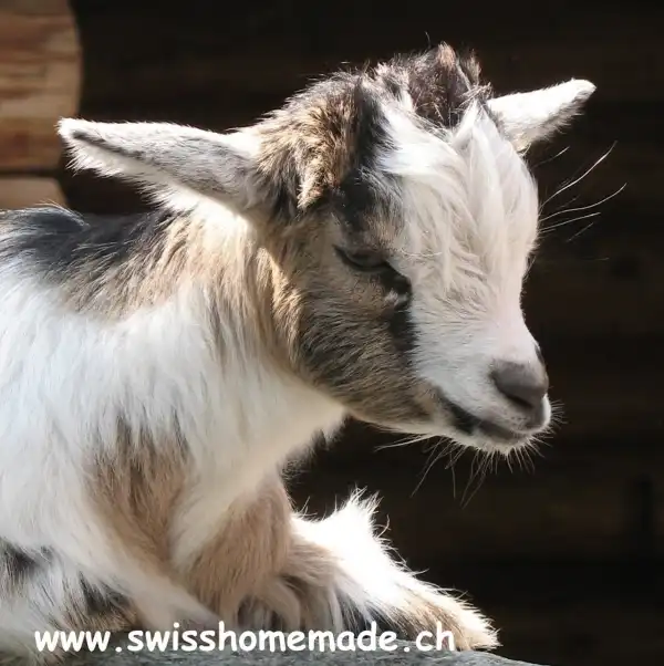 Bald gibt`s Boostergeschenke