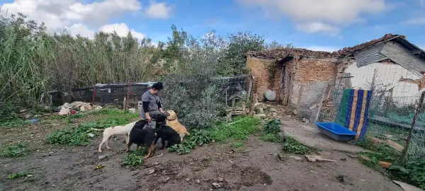 Animal shelter in Albania