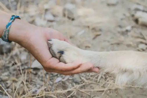 Animal shelter in Albania